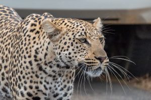 luipaard - kruger park - zuid-afrika